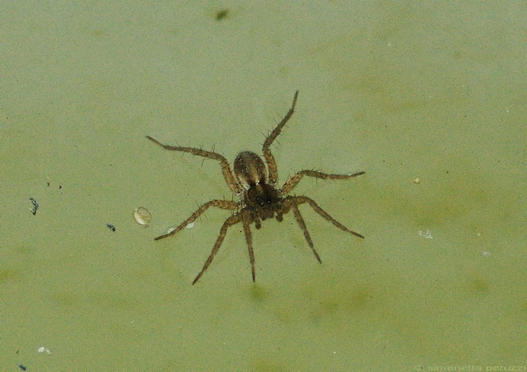 Pardosa sp.
